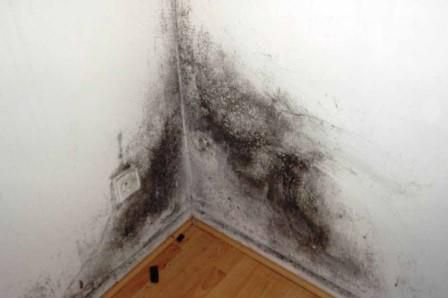 Mold Resistance
