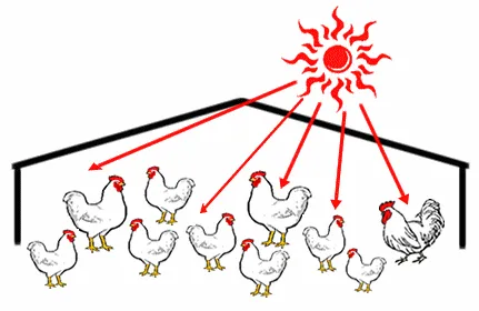 Chicken Barn