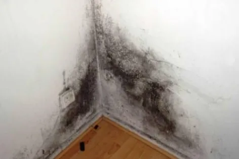 Problem with Mold and Mildew