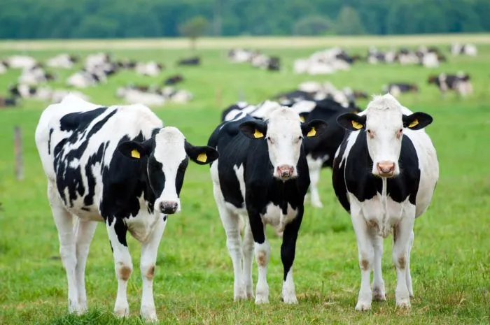 Cow Standing in front of herd in the grass